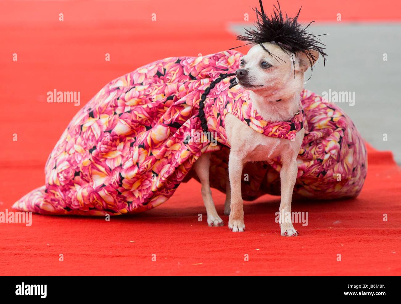 Desfile de moda para perros fotografías e imágenes de alta resolución -  Página 9 - Alamy