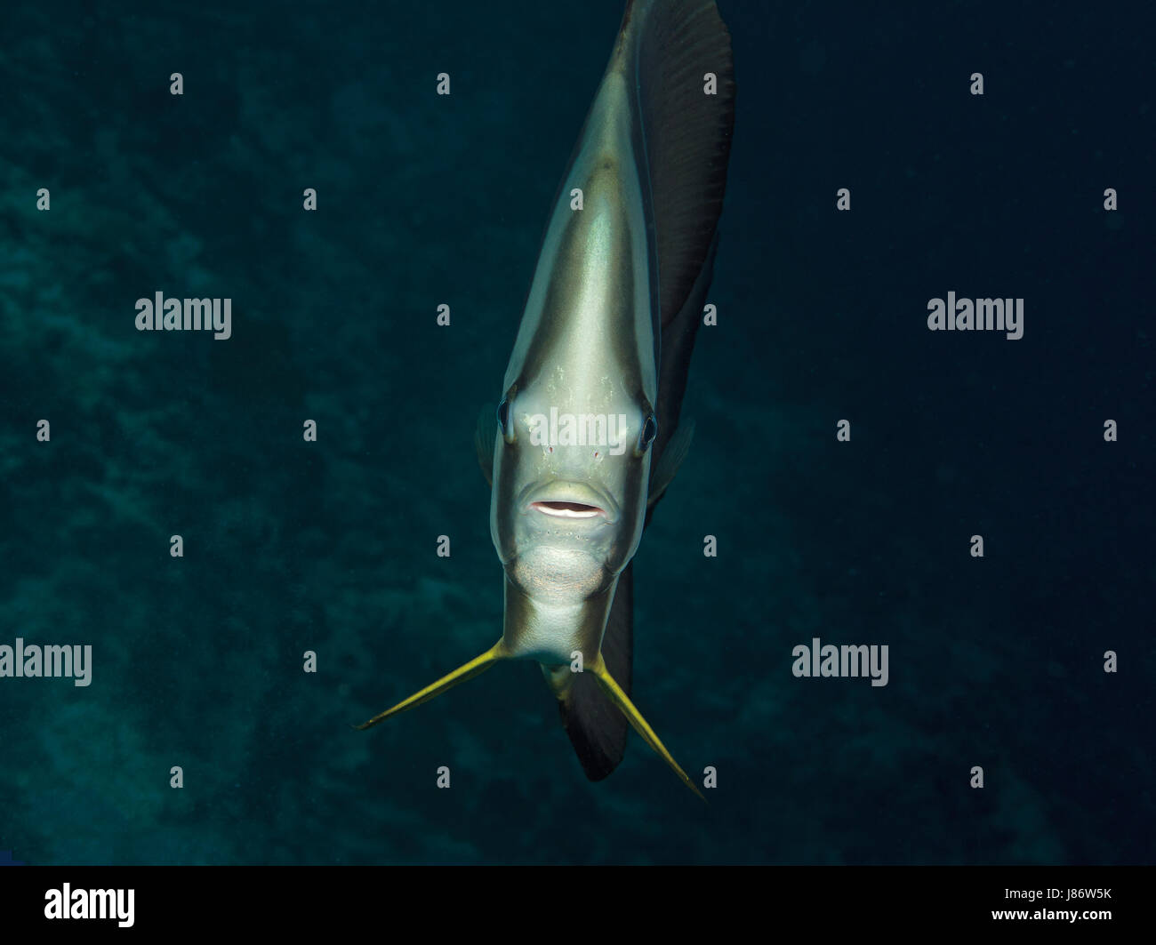 Cerrar vista frontal de una Longfin Batfish, Platax teira, Ari Atoll, Maldivas, Océano Índico Foto de stock
