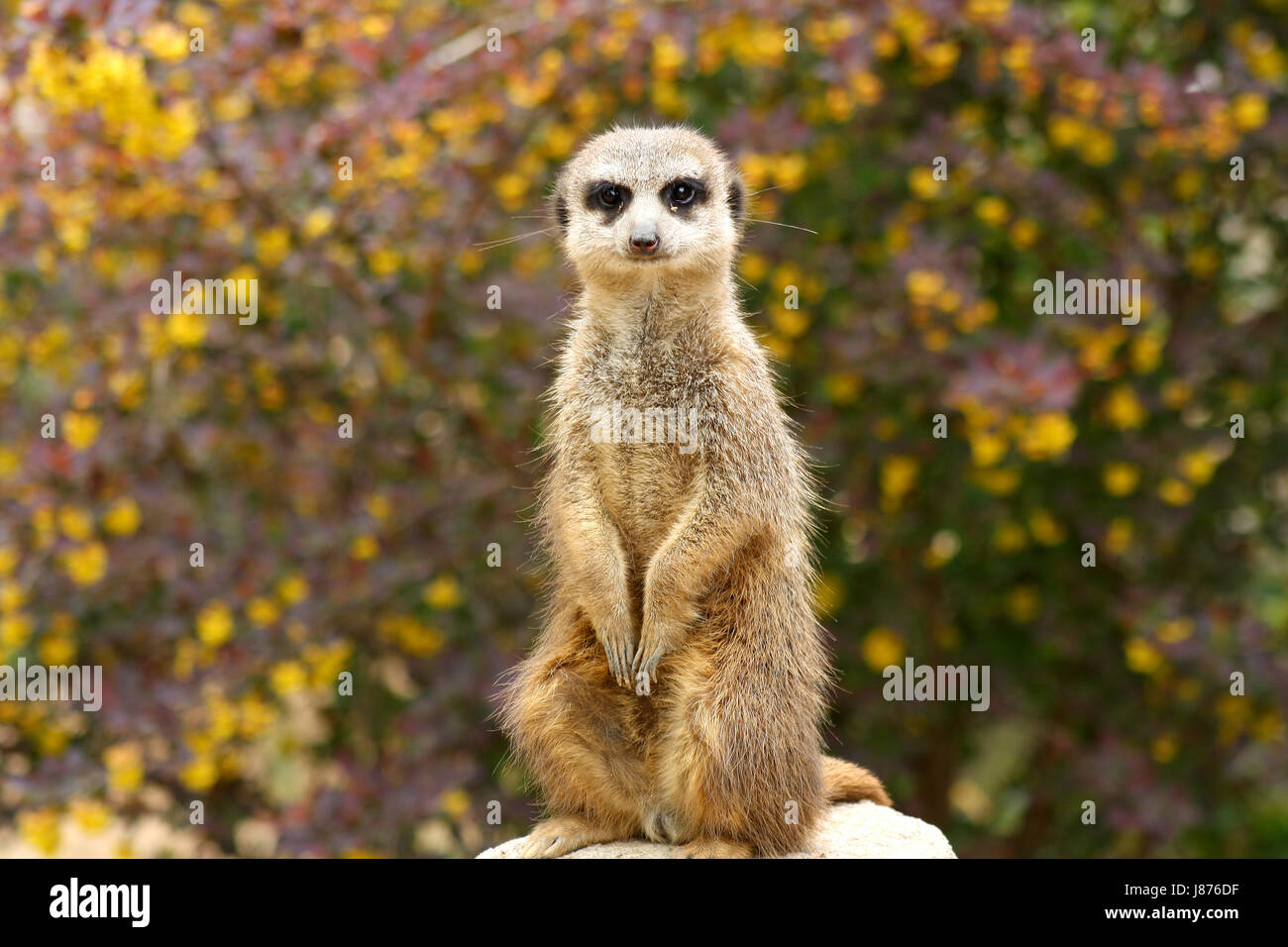El vello de la piel morena meerkats suricata o marrón parduzco pelos marrón claro piel guardar Foto de stock