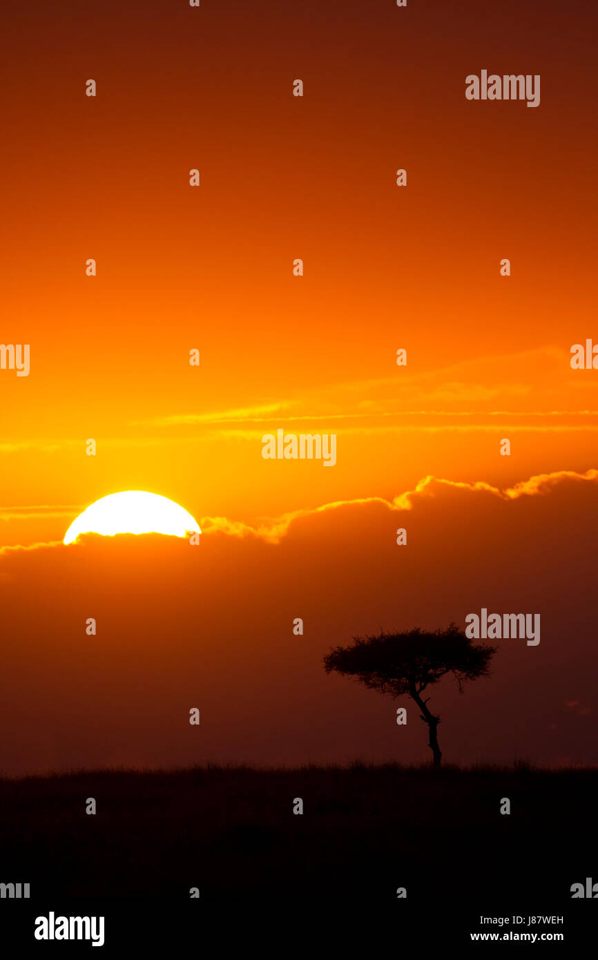 Árbol, África, amanecer, África Oriental, Brilla, brilla, brillante, Lucent, luz, Foto de stock