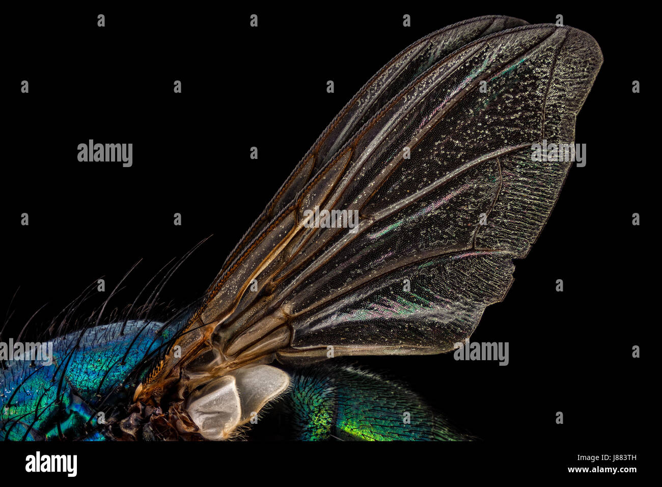Las alas de una mosca verde botella común Foto de stock