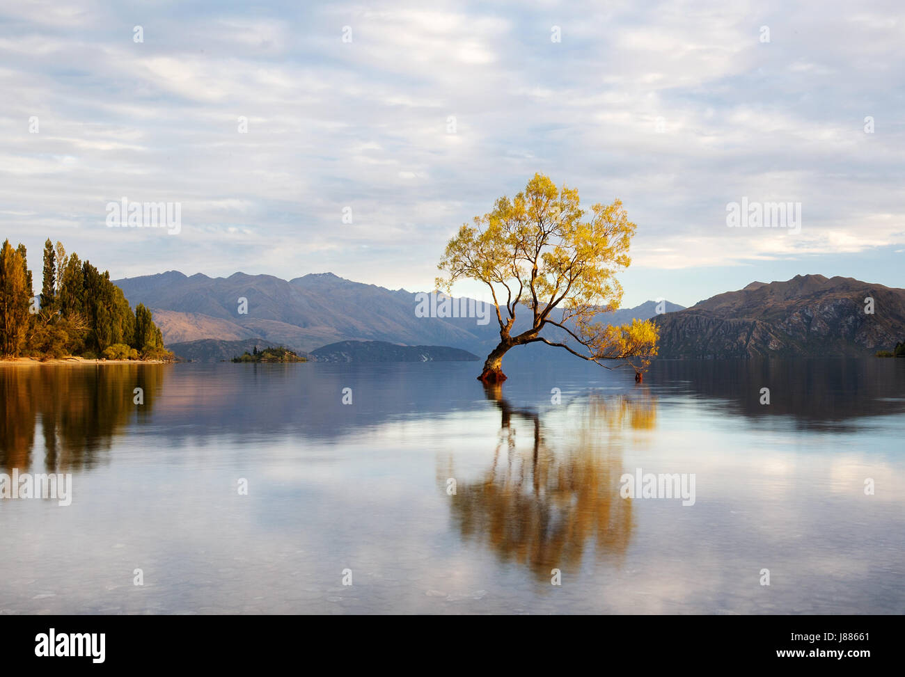 El árbol Wanaka reflexionando sobre el Lago Wanaka en Sunrise caen en Wanaka Nueva Zelanda Foto de stock