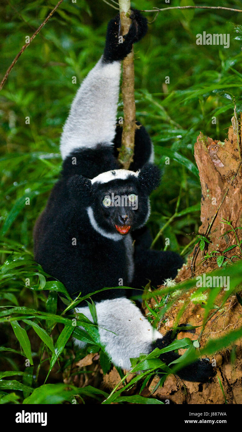 Indri sentadas en el suelo del bosque. Madagascar. El Parque Nacional de Mantadia. Una excelente ilustración. Foto de stock