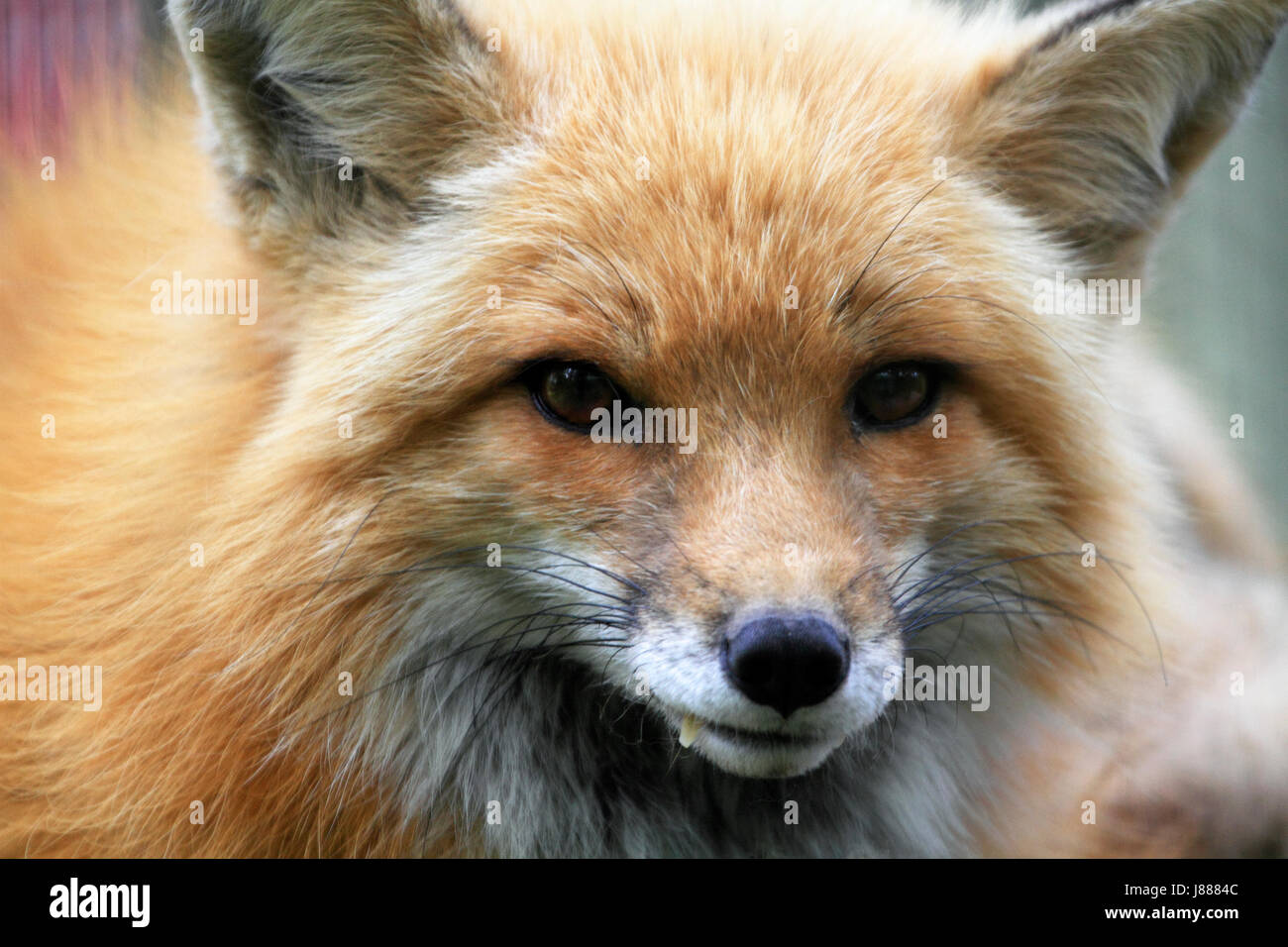 El Zorro, Vulpes vulpes, closeup Foto de stock