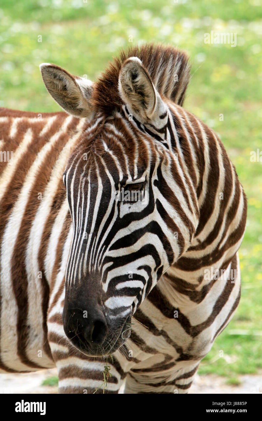 Grant, zebra Equus quagga Foto de stock