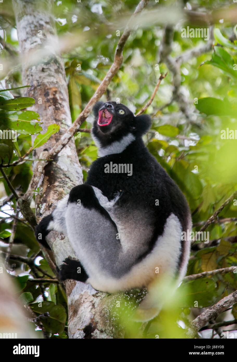 Indri sentado en un árbol. Madagascar. El Parque Nacional de Mantadia. Una excelente ilustración. Foto de stock