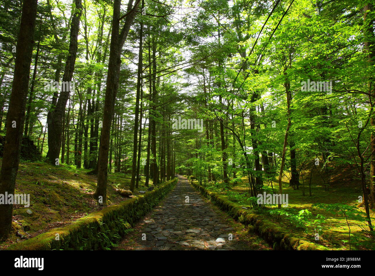 Medio ambiente, medio ambiente, turismo, Asia, Japón, bosque, fresco,  viajes Fotografía de stock - Alamy