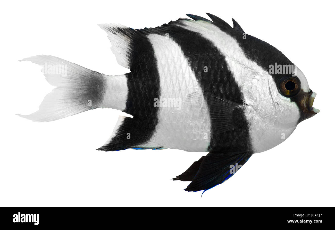 Humbug, pescado, pescado, negro, swarthy, jetblack, negro profundo, humbug, telón de fondo, Foto de stock