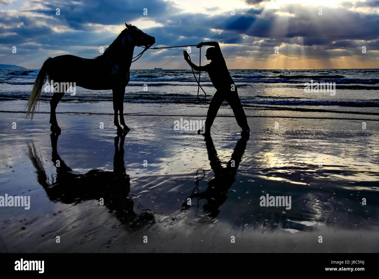 caballo de agua al atardecer