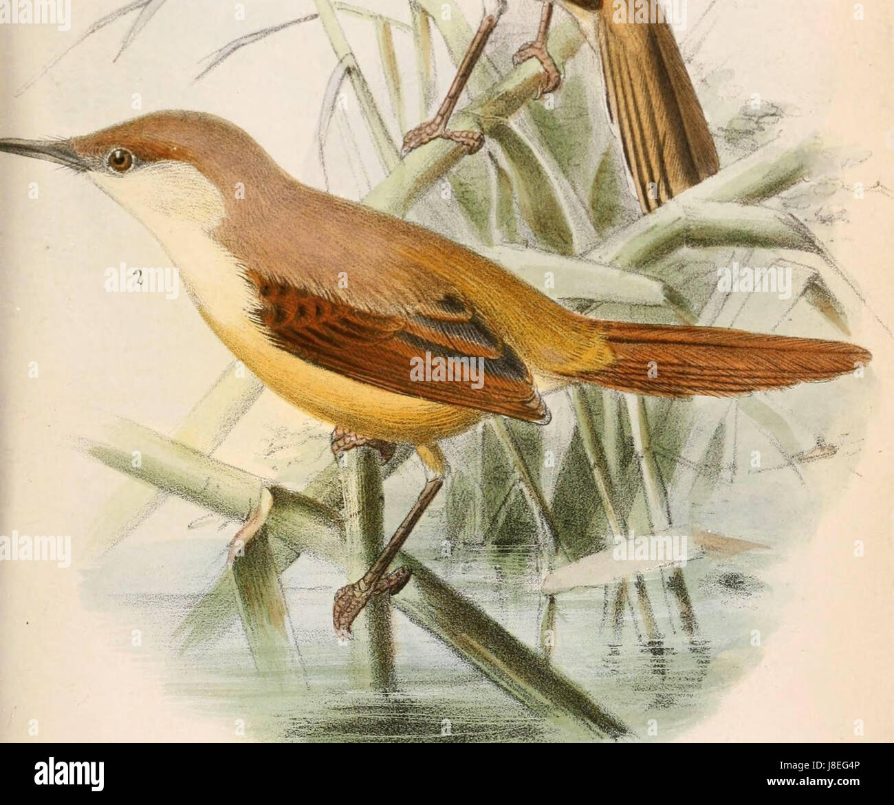 Heliolais erythropterus jodopterus 1869 Foto de stock