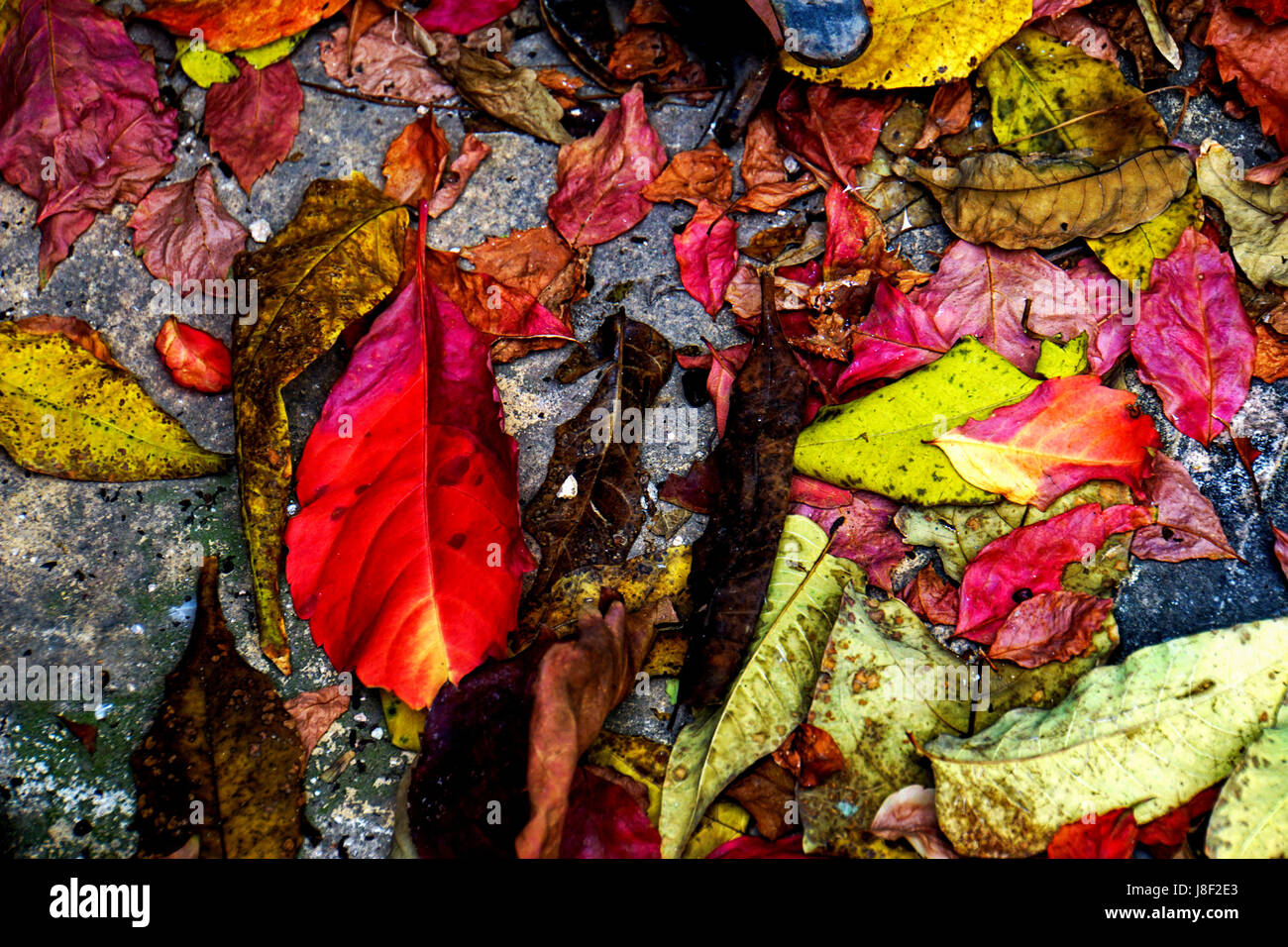 Coloridas hojas de otoño sobre el suelo Foto de stock