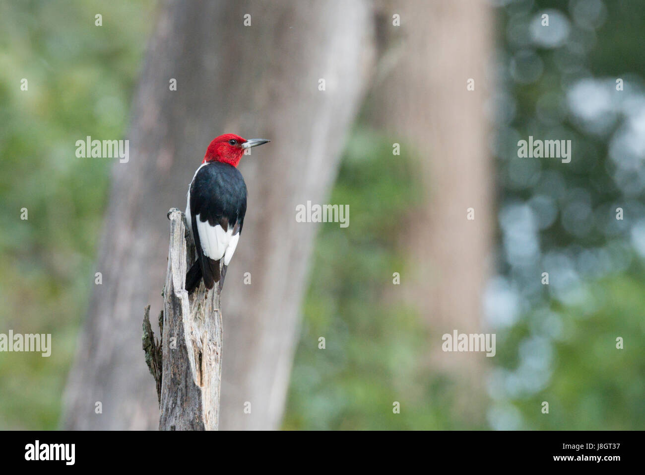 Pájaro carpintero de cabeza roja posa encima de snag árbol Foto de stock