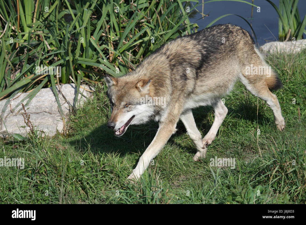 Lobo, perro, depredador, hoot, silbido, aullando, aullido, lobo, lupus canis lupus, Foto de stock