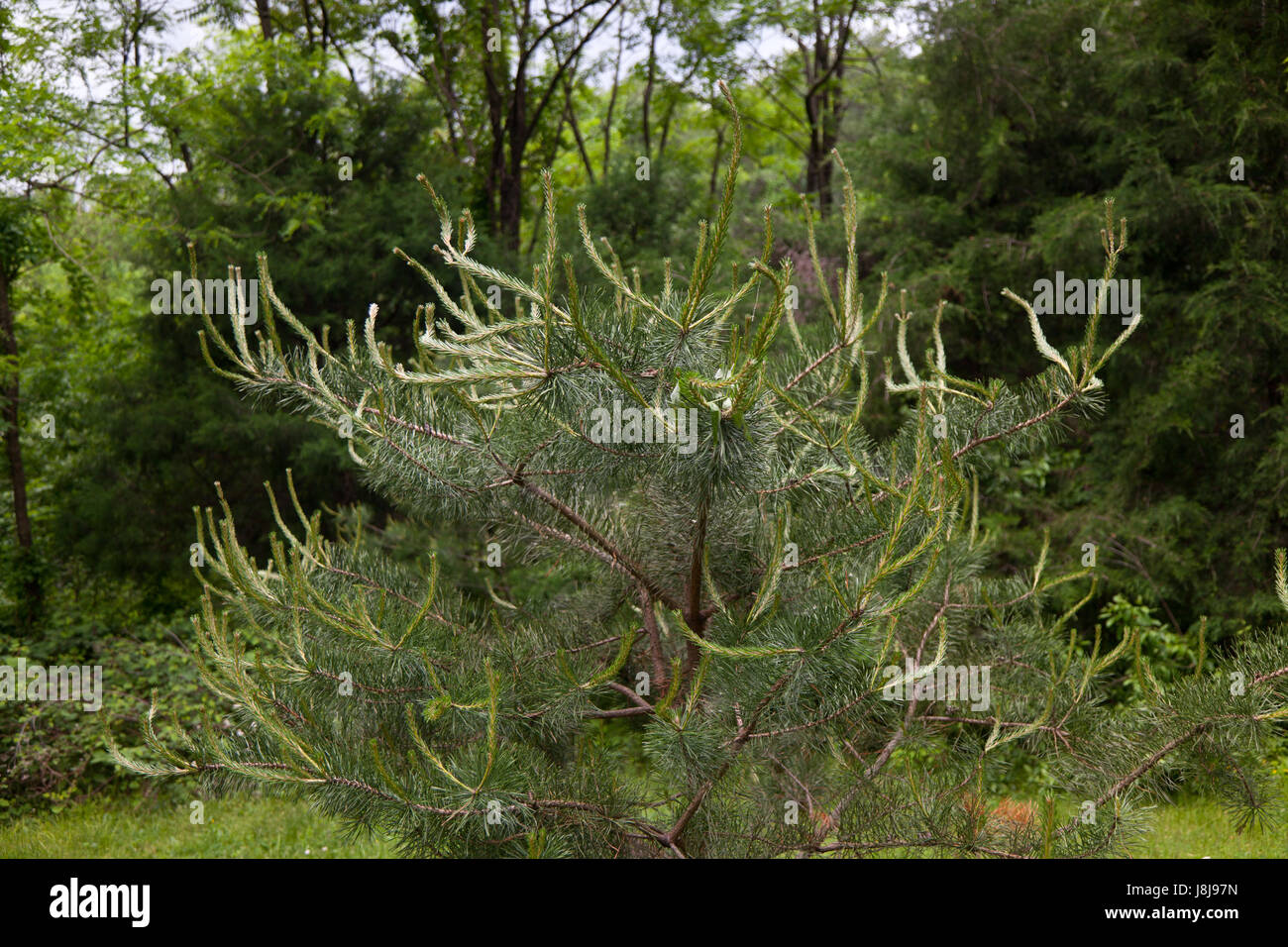 Table Mountain Pine Tree o Pinus pungens Foto de stock