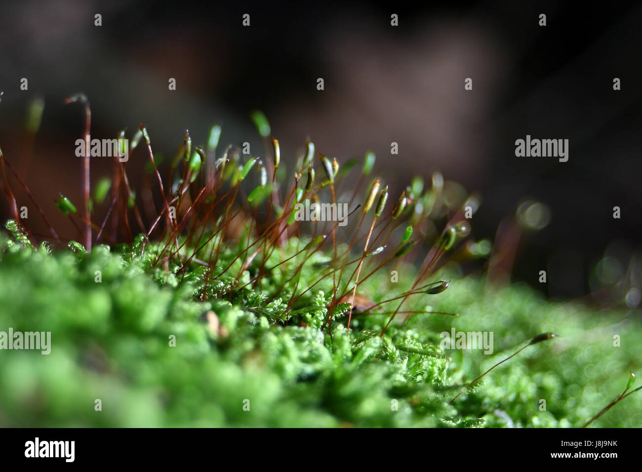 Jardín, Flor, planta, Moss, jardines, significación, significado,  importancia Fotografía de stock - Alamy