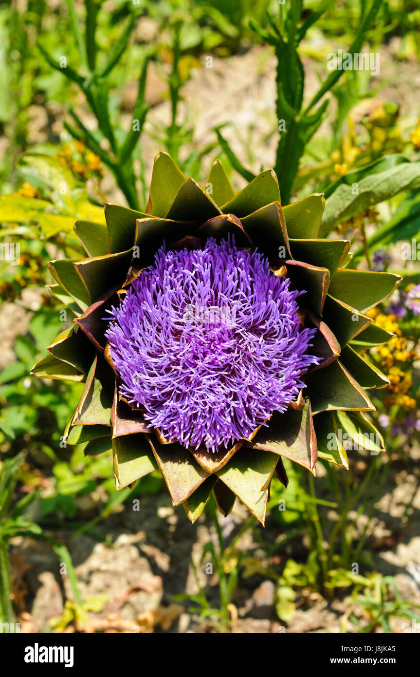 Azul, Flor, planta, violeta, alcachofa, cabeza estrecha, azul, hojas, color  Fotografía de stock - Alamy