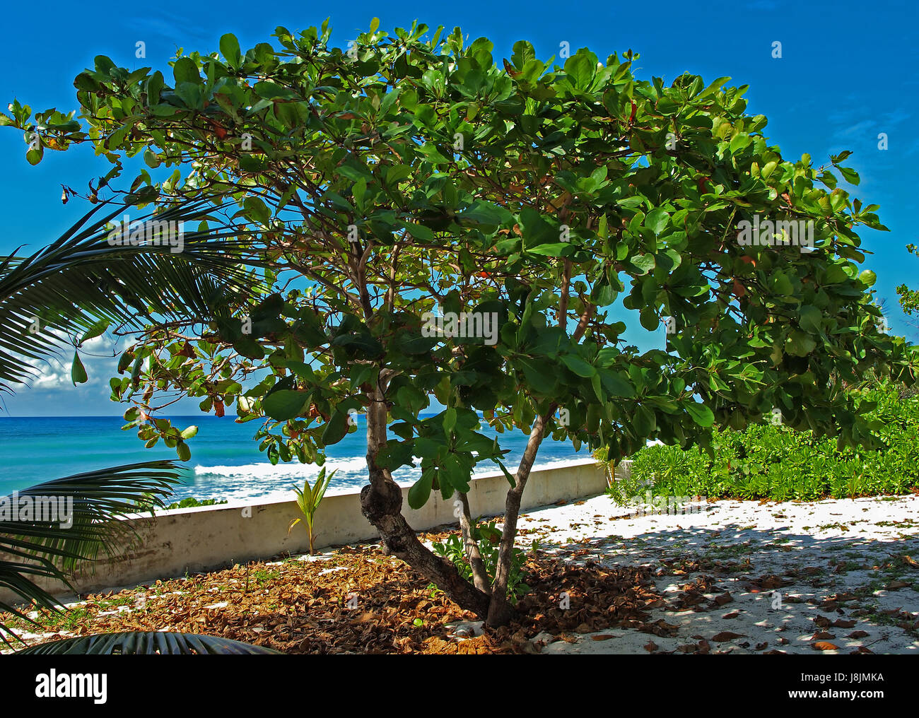 Mar Caribe, árbol de uva, plantas tropicales, árboles tropicales, Gran  Caimán Fotografía de stock - Alamy