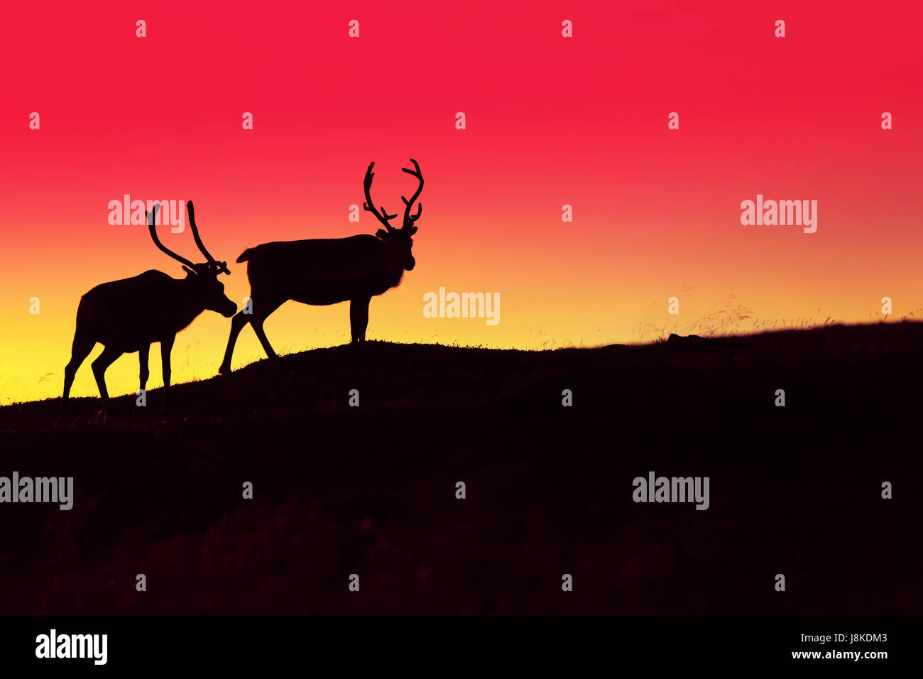 Silueta de dos ciervos contra quemado sunset sky en la oscuridad Foto de stock