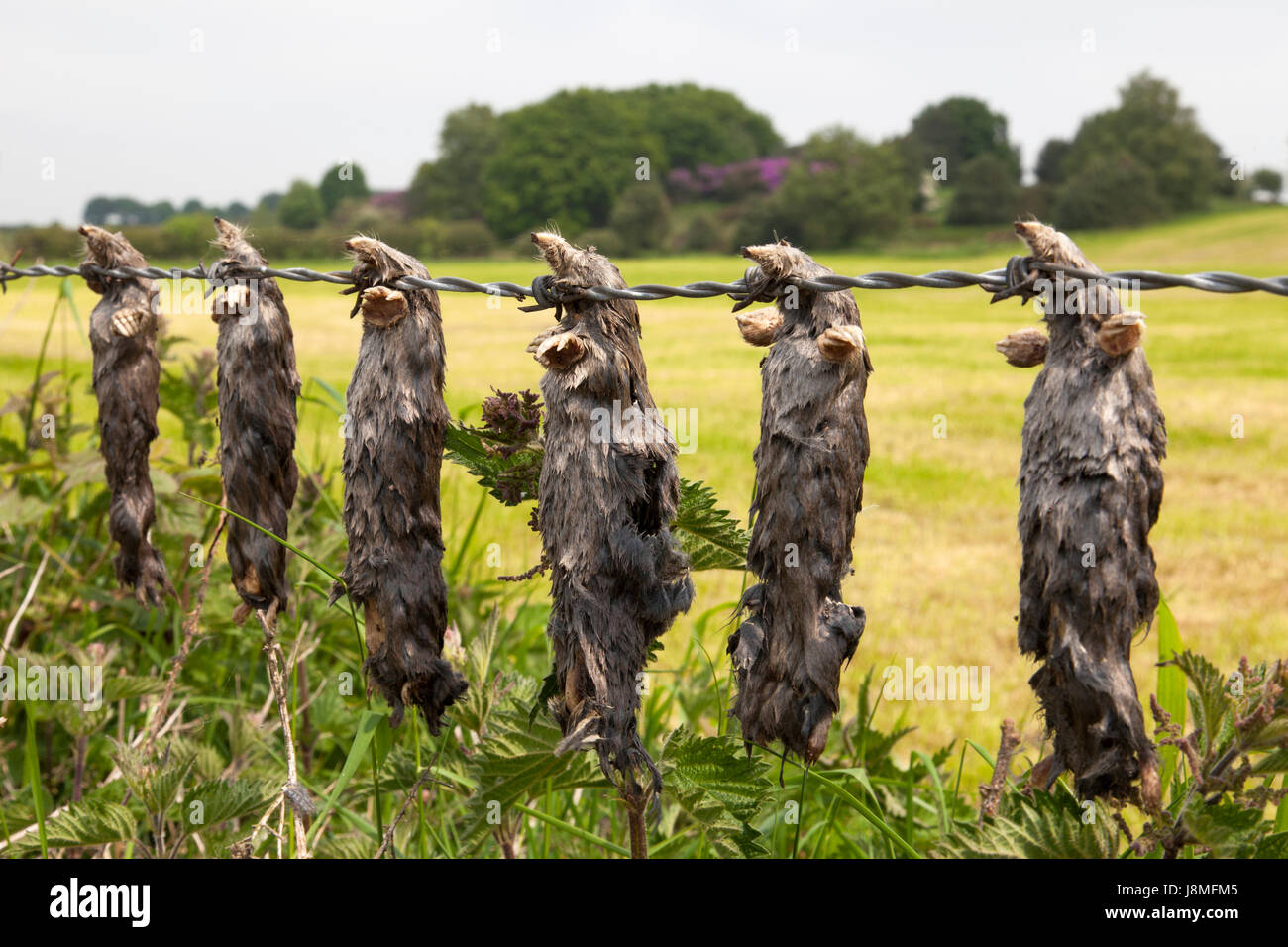 Moles muertas colgando de un cerco de alambre de púas en las zonas rurales de Inglaterra, Foto de stock