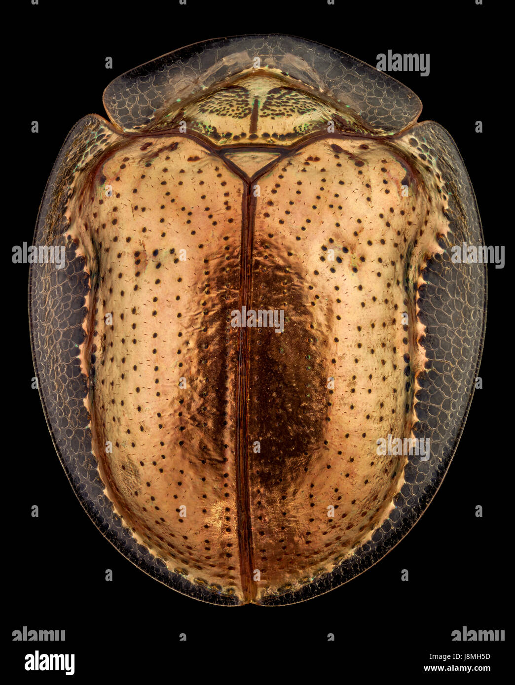 Vista superior de un escarabajo tortuga dorada.El escarabajo de tortuga de oro es una especie de escarabajo en la hoja, de la familia de escarabajos nativos de las Américas Foto de stock