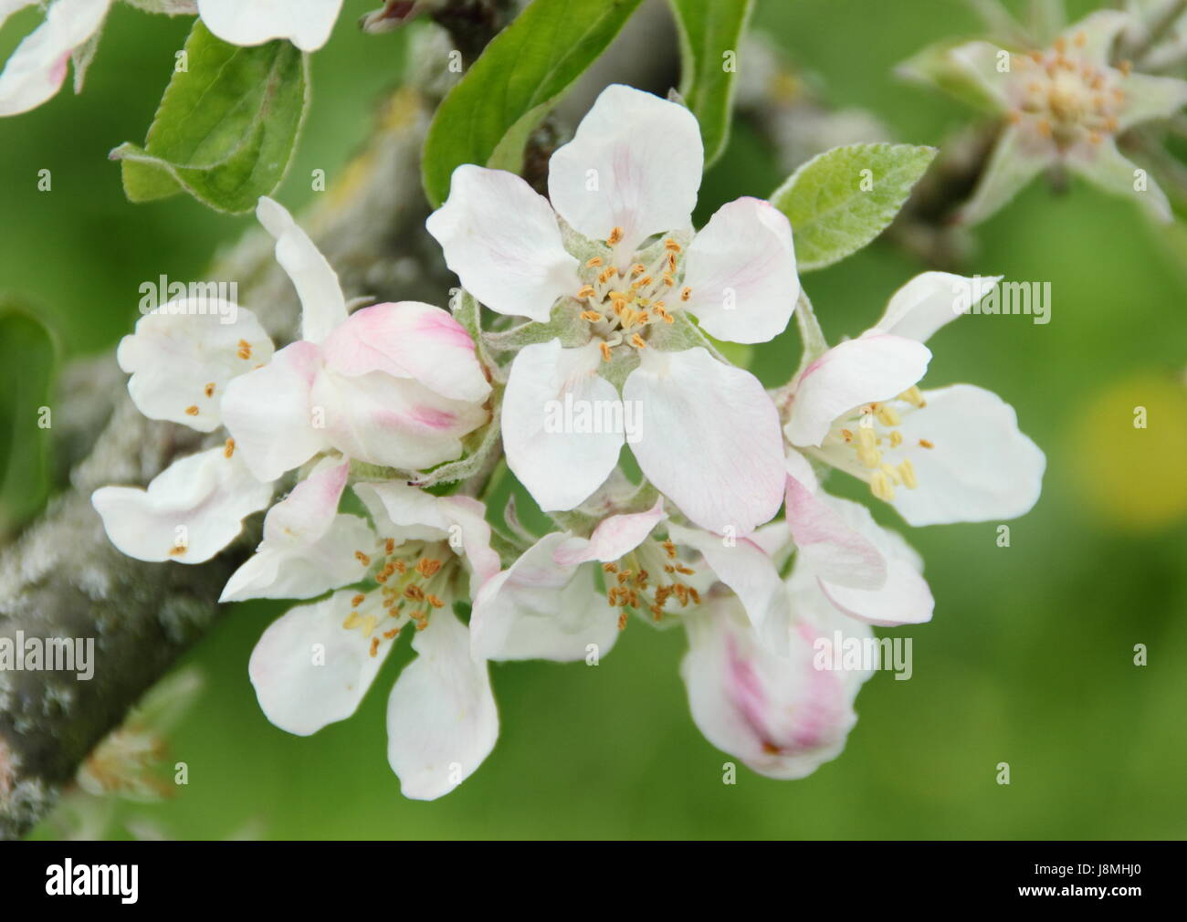 Malus domestica ' Devonshire Quarrenden' Apple tree florecen en plena floración en un huerto de English Heritage en un soleado día de primavera, REINO UNIDO - Mayo Foto de stock