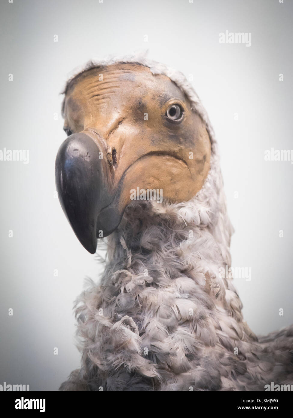 El Dodo es un extinto ave no voladora que fue endémica de la isla de Mauricio, al este de Madagascar en el Océano Índico. Foto de stock