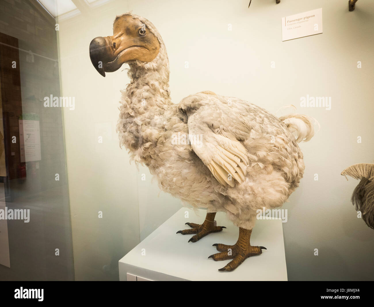 El Dodo es un extinto ave no voladora que fue endémica de la isla de Mauricio, al este de Madagascar en el Océano Índico. Foto de stock