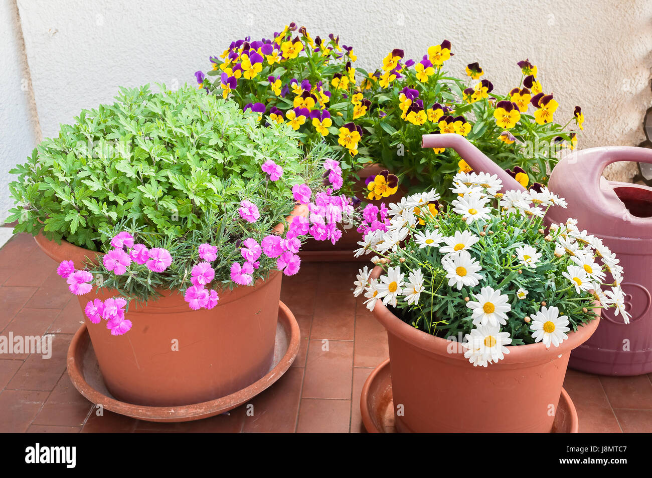 Jarrones con flores cultivadas en la terraza de un apartamento y una regadera. Foto de stock