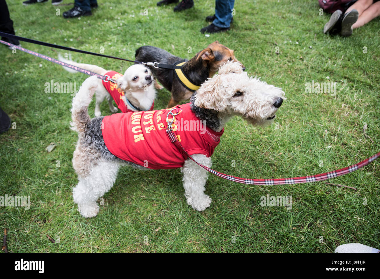 Londres, Reino Unido. 29 Mayo, 2017. Anti-Fox-cacería de marzo, 29 de mayo  de 2017, Londres - perros se vestía un traje contra la caza del zorro: Anja  Riedmann Crédito/Alamy Live News Fotografía