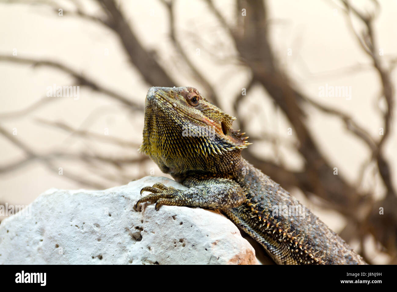 Animal, mascota, reptil, un lagarto, exótico, raro, Dragon, gecko, un  animal, una mascota Fotografía de stock - Alamy