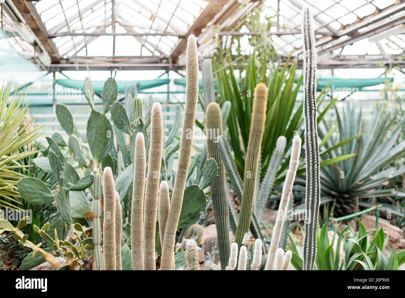 Varios cactus en un invernadero invernadero. Suculentas en invernadero desierto plantado en un jardín botánico Foto de stock