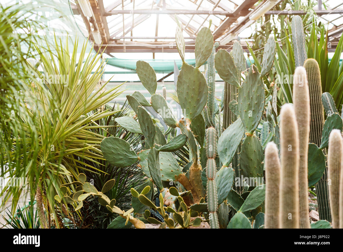 Varios cactus en un invernadero invernadero. Suculentas en invernadero desierto plantado en un jardín botánico Foto de stock
