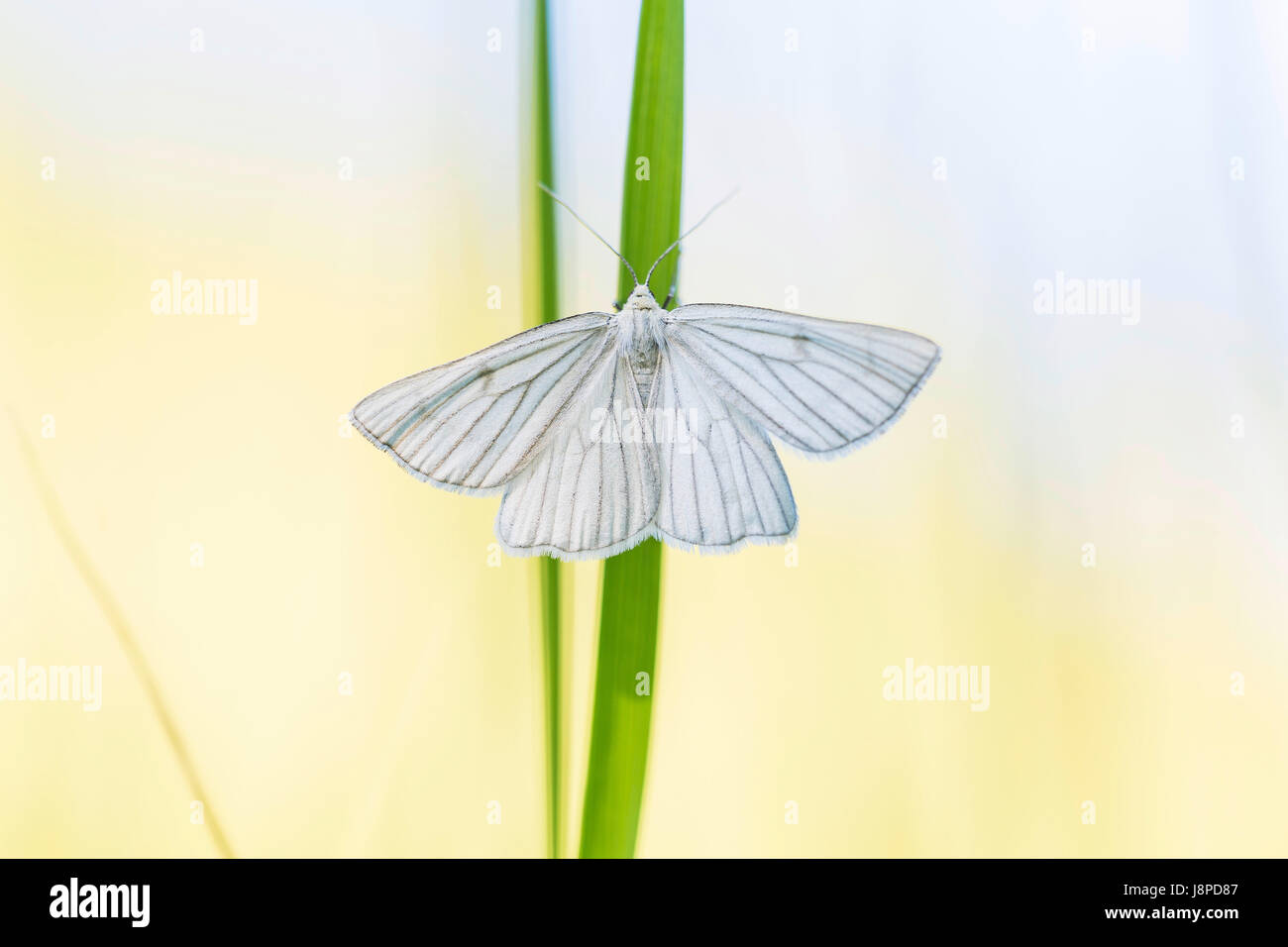 White Butterfly, Weissling (Pieridae) cerca de Neuffen en Swabian Alb. Foto de stock