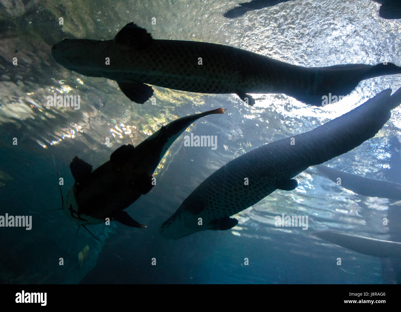 El fondo submarino-top silueta de un gran siluro y tarpon pescado Foto de stock