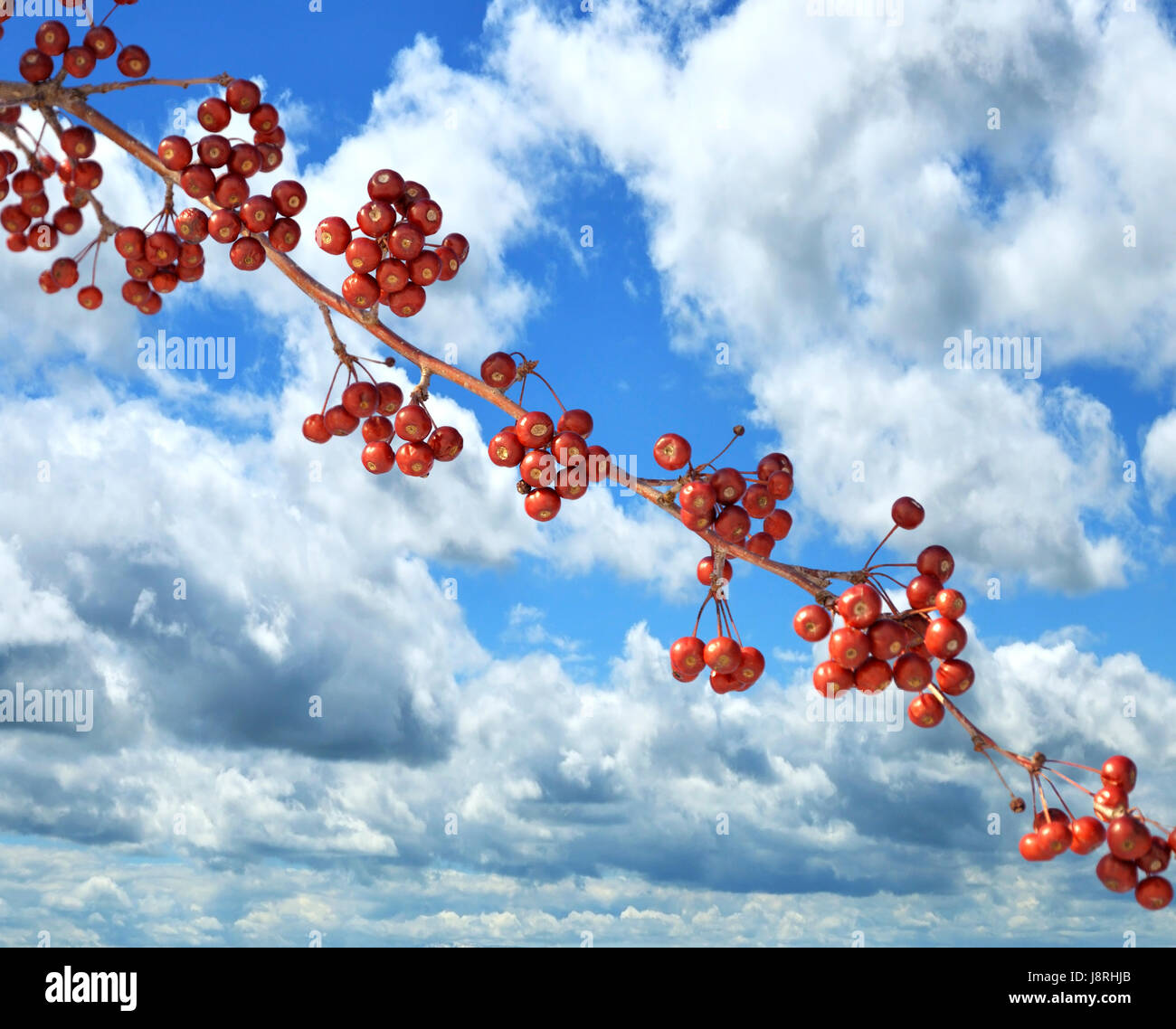 Ramas, Berry, firmamento, cielo, rojo, azul, closeup, árbol, árboles, Parque, invierno, Foto de stock