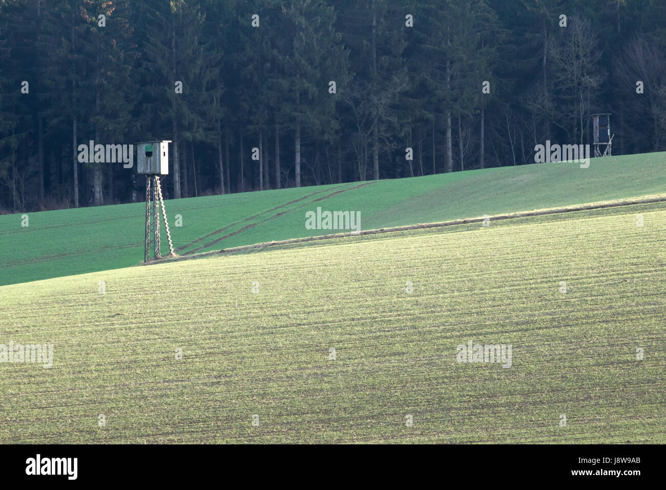 Hunter, campo, rifle, brazo arma, deerstand, caza, Chase, bosque, espera Foto de stock