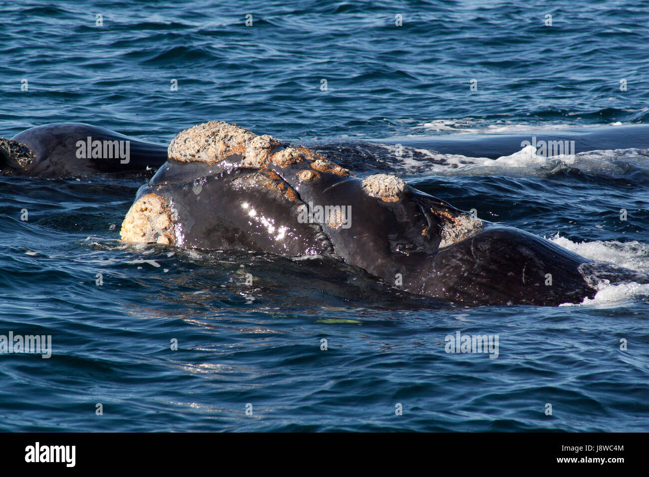 El agua salada, mar, océano, agua, observación de ballenas, la boca, la Argentina, el océano Atlántico, la sal Foto de stock