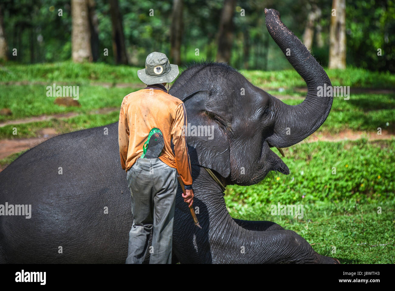 Un Cornaca de Sumatra y el elefante en el Parque Nacional Way Kambas, Indonesia. Foto de stock