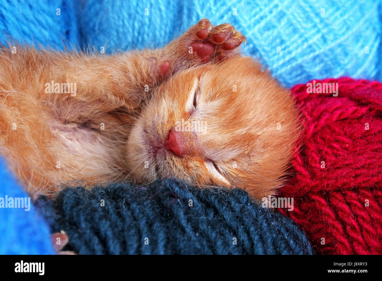 Dormir gatito gato. gato bebé recién nacido duerme. Lindo hermoso pequeño  pocos días old orange color crema gatito Fotografía de stock - Alamy