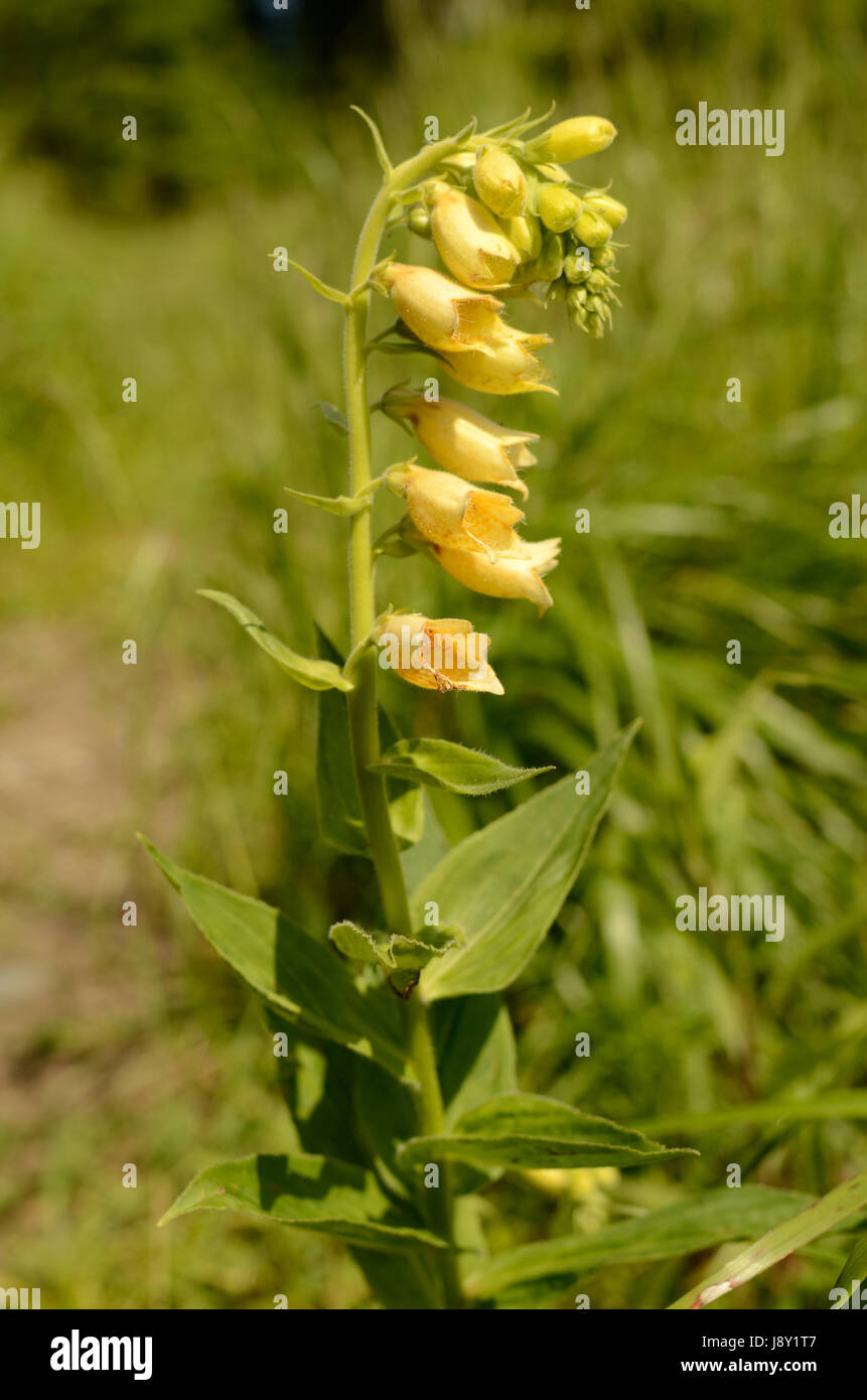 Esta planta de flores amarillas. La planta pertenece al género