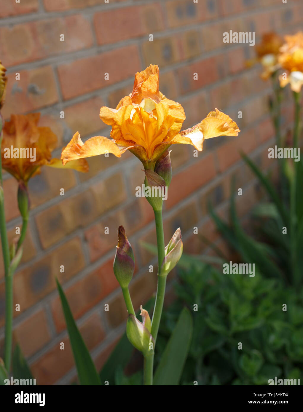 Flor de iris naranja cerca de foto, pequeño dof Foto de stock