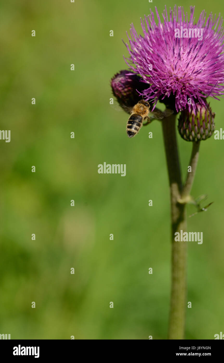 Una abeja acercándose a una flor Foto de stock