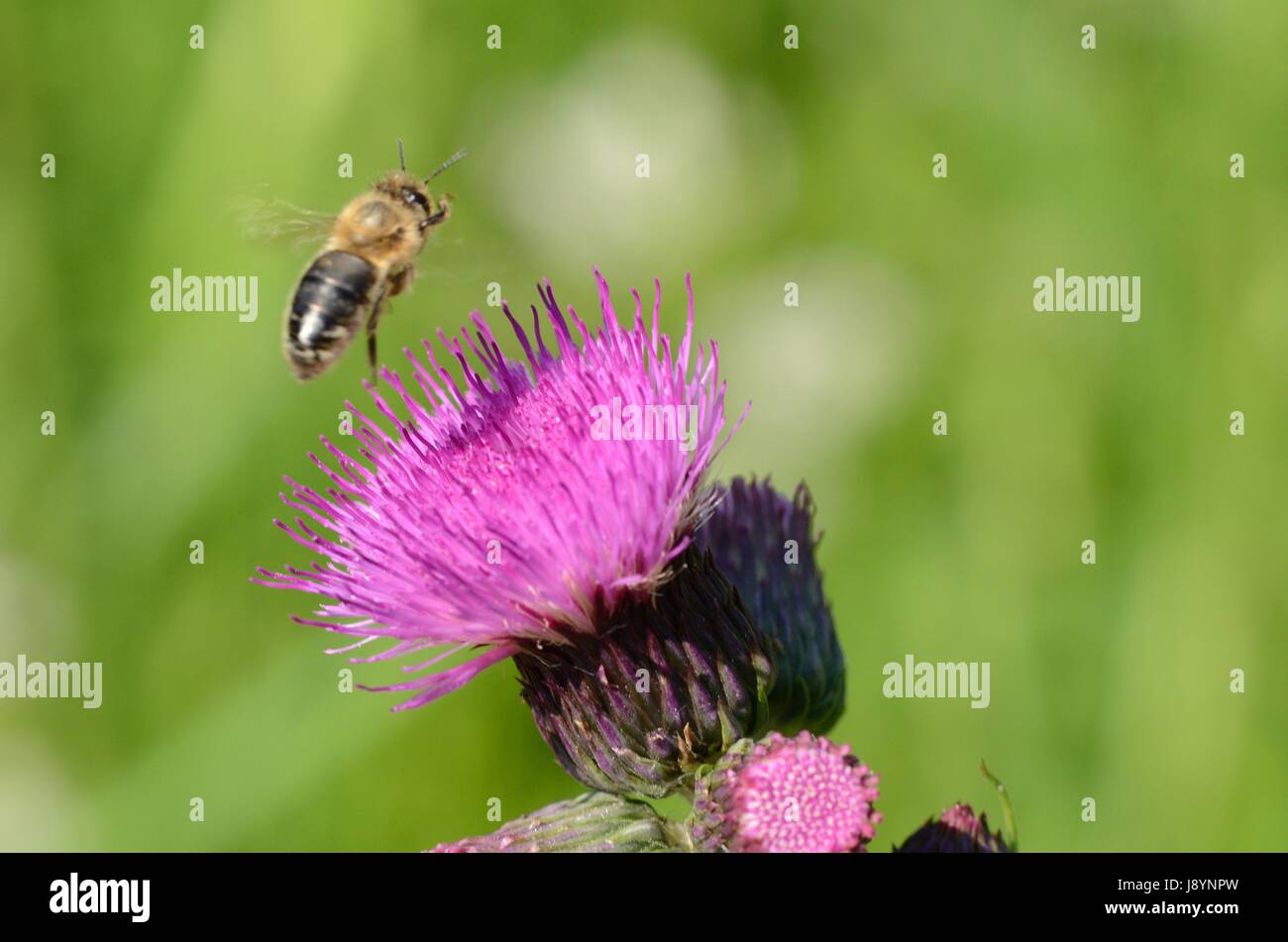 Una abeja en vuelo, dejando una flor Foto de stock