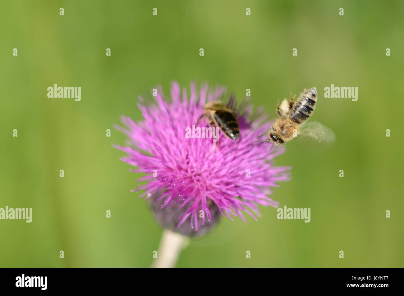 Una abeja apagando en vuelo Foto de stock