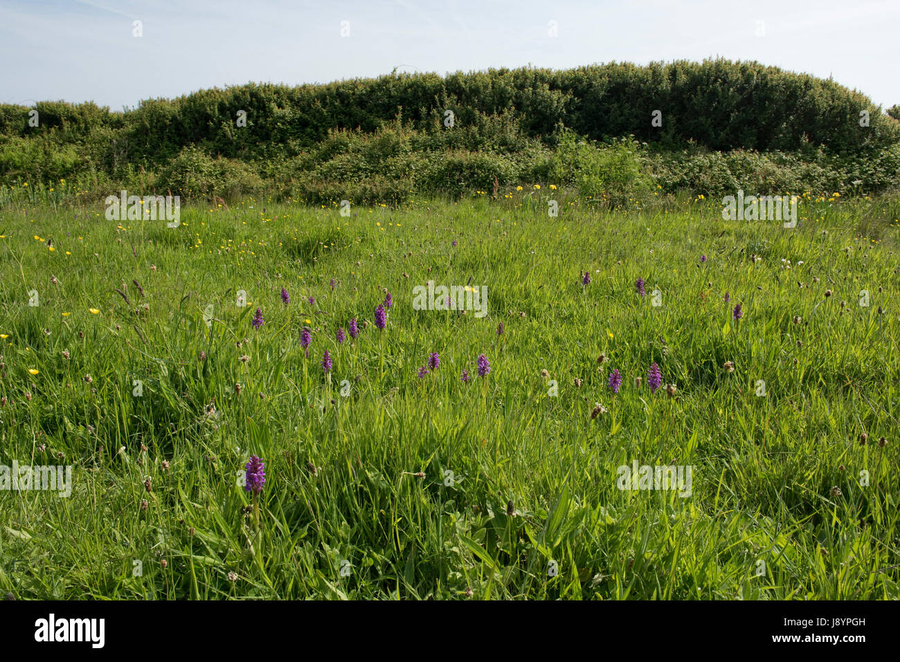 Marsh meridional orquídeas Dactylorhiza praetermissa, colonia la floración en pantanos y humedales detrás Cesil beach, Dorset, Mayo Foto de stock