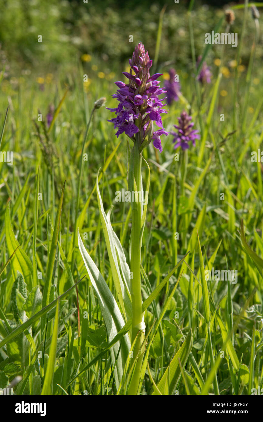 Marsh meridional, orquídea Dactylorhiza praetermissa, floración, Spike en pantanos y humedales detrás Cesil beach, Dorset, Mayo Foto de stock