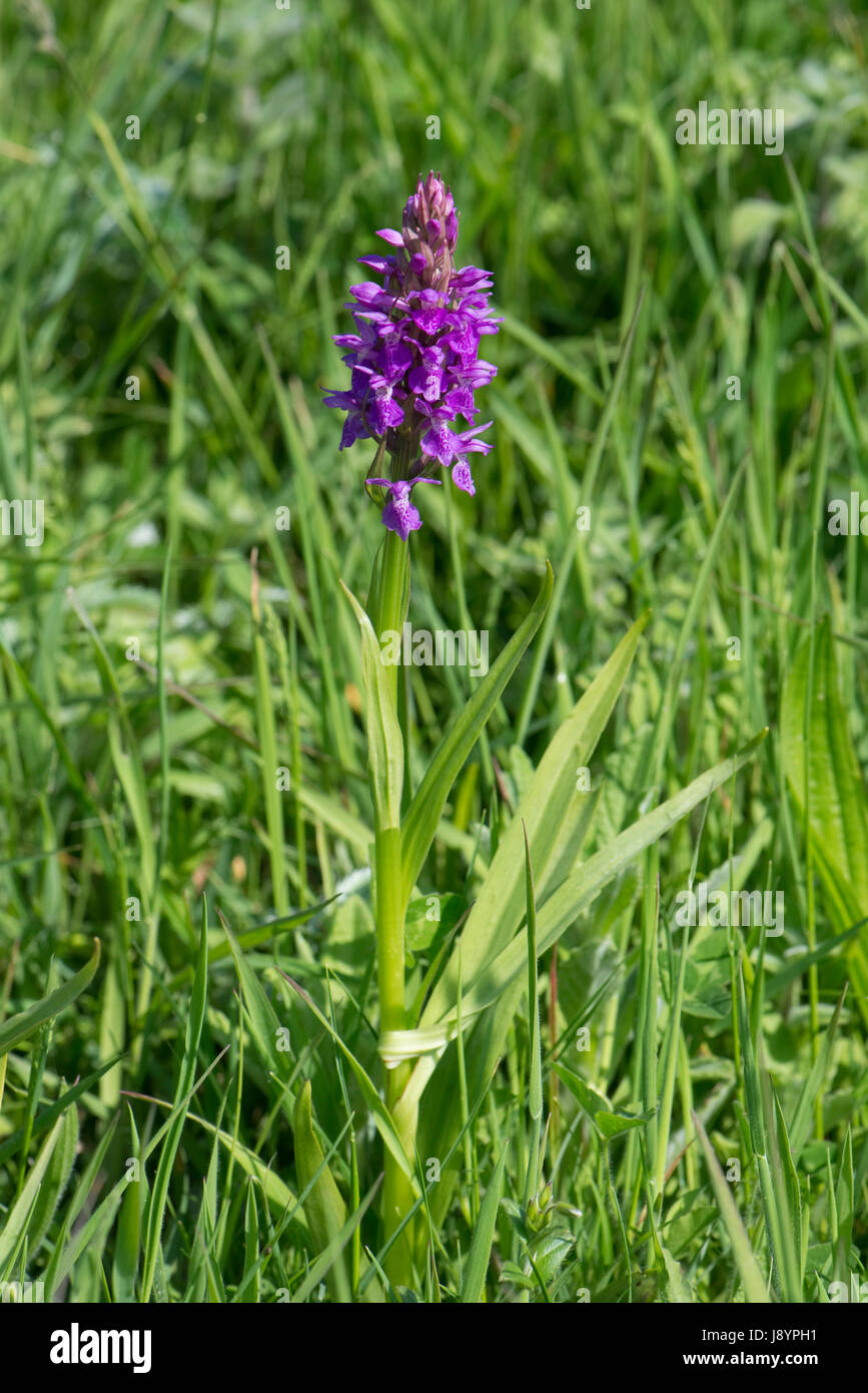 Marsh meridional, orquídea Dactylorhiza praetermissa, floración, Spike en pantanos y humedales detrás Cesil beach, Dorset, Mayo Foto de stock