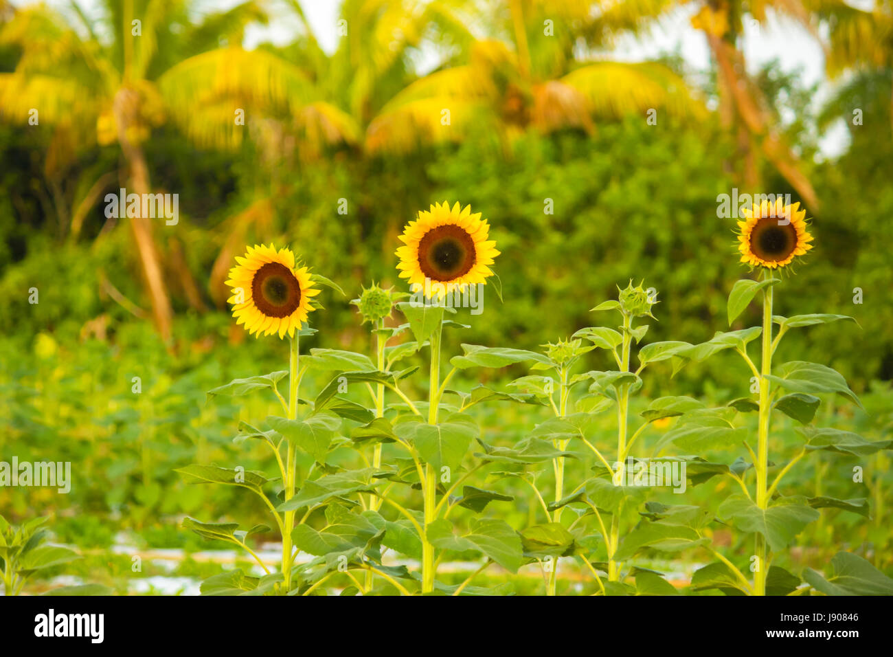 Girasoles Foto de stock