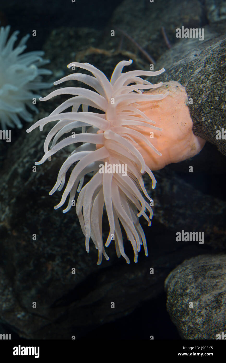 Glatte Seedahlie, Schlammseerose, Schlamm-Seerose, Bolocera Deeplet tuediae, anémona de mar, Blumentier, Blumentiere, Anthozoa, anémonas de mar, anémonas de mar Foto de stock