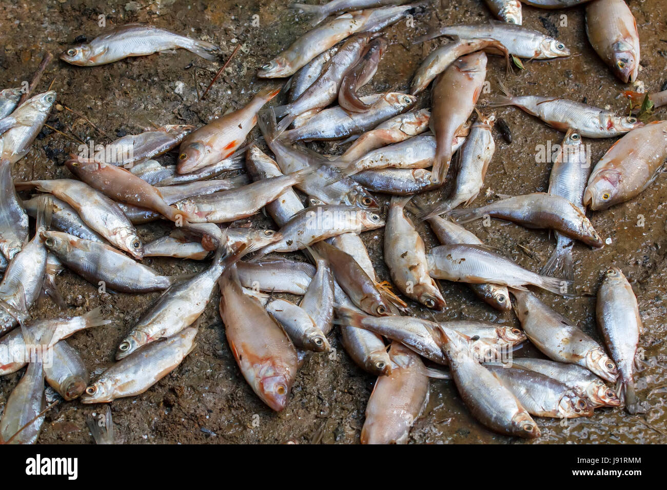 Los peces, barro, ecología, problema, capturados, agua salada, mar, océano,  agua, pila, pila Fotografía de stock - Alamy
